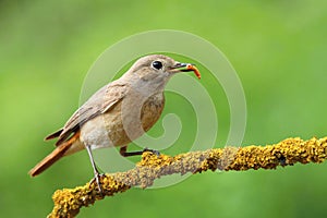The common redstart female on branch