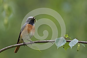 Common Redstart, male