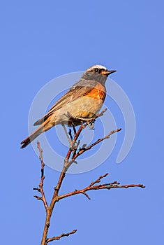 Common Redstart (male)