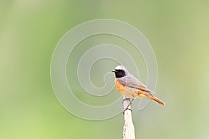 Common Redstart perched on a tree