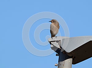 Common Redstart perching on a lamppost