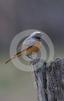 Common Redstart - Phoenicurus phoenicurus