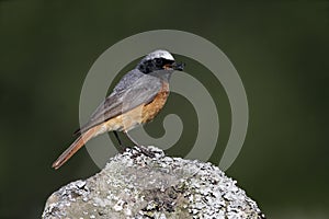 Common redstart, Phoenicurus phoenicurus