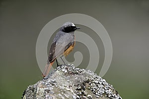 Common redstart, Phoenicurus phoenicurus