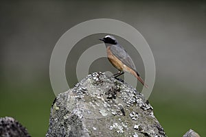 Common redstart, Phoenicurus phoenicurus