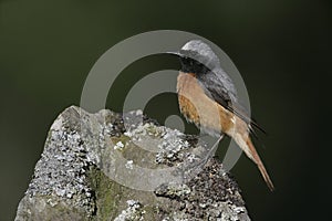 Common redstart, Phoenicurus phoenicurus