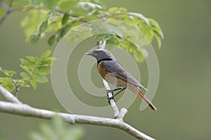 Common redstart, Phoenicurus phoenicurus