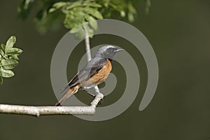 Common redstart, Phoenicurus phoenicurus