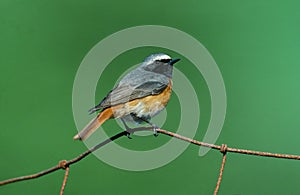 Common redstart, Phoenicurus phoenicurus