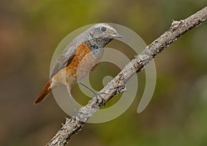 Common redstart (Phoenicurus phoenicurus)