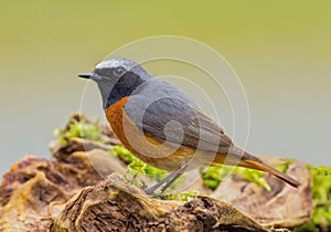 Common Redstart - Phoenicurus phoenicurus on a log.