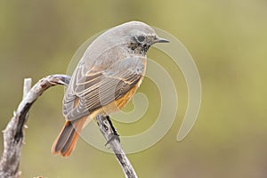 Common redstart  Phoenicurus phoenicurus  , perched on a branch sobre un fondo verde desenfocado. h photo