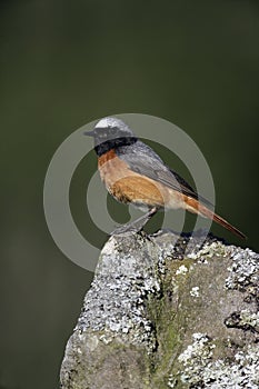 Common redstart, Phoenicurus phoenicurus photo