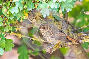 The common redstart, Phoenicurus phoenicurus, young bird, is photographed in close-up sitting on a branch against a blurred