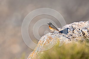 Common Redstart (Phoenicurus phoenicurus) on the rocks in the uae photo