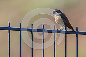 Common redstartPhoenicurus phoenicurus photo