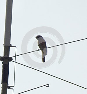 Common redstart on a wire