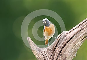 Common Redstart with a worm in a beak perched on a tree branch
