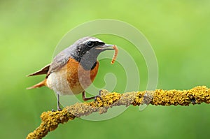 The common redstart young male