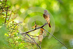 The common redstart, a young male bird