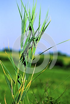 Common Reed   61093