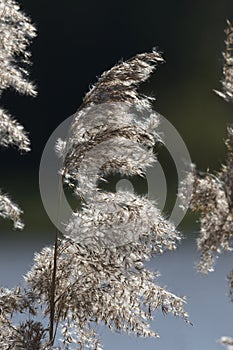 Common reed backlit from the sun