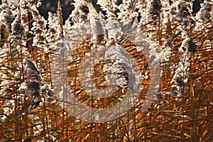 Common reed. Beautiful natural background with the sun. Phragmites australis