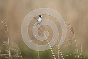 Common reed bird on a twig singing