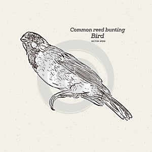 The common reed bunting Bird, hand draw sketch vector photo