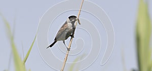 Common reed bunting with a caterpillar in its beak photo