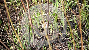 The common reed bunting (Emberiza schoeniclus) jumps on the ground in search of food