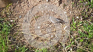 The common reed bunting (Emberiza schoeniclus) jumps on the ground in search of food