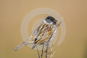 Common reed bunting male bird, Emberiza schoeniclus, singing