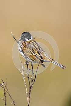 Common reed bunting male bird, Emberiza schoeniclus, singing