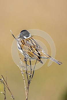 Common reed bunting male bird, Emberiza schoeniclus, singing photo