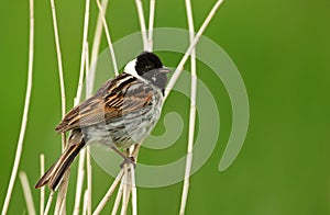 Common reed bunting perched on a reed