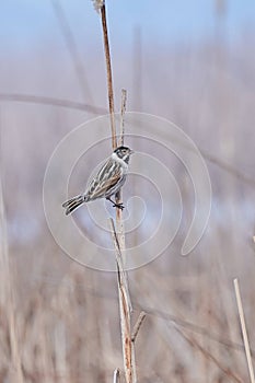Common reed bunting perched on reed. Emberiza schoeniclus
