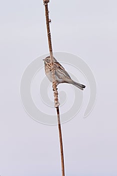 Common reed bunting perched on reed. Emberiza schoeniclus
