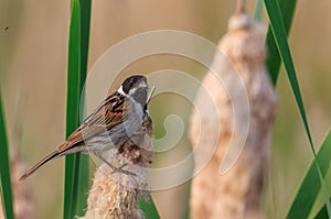 Common Reed Bunting(Schoeniclus schoeniclus) on reed