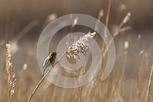 Common reed bunting photo