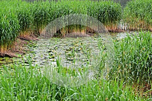 Common reed in the Curonian Gulf of the Baltic Sea