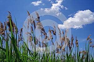 Common reed in delta Vacaresti Nature Park - Bucharest, Romania