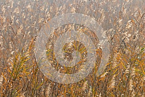 Common Reed, Dry Reeds Phragmites australis Reed Background