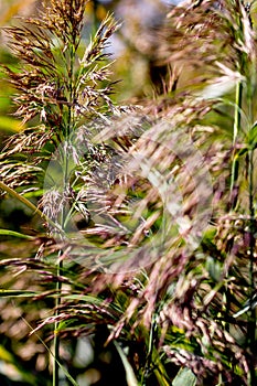 Common Reed field wild grass movement under the wind in sunset sunlight meadow.