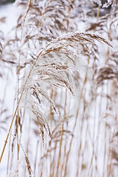 Common reed in icy cold winter. Frosty straw. Freeze temperatures in nature