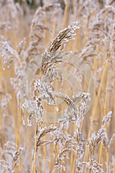 Common reed in icy cold winter. Frosty straw. Freeze temperatures in nature