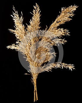 Common Reed Inflorescence