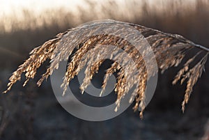 Common Reed in the Morning