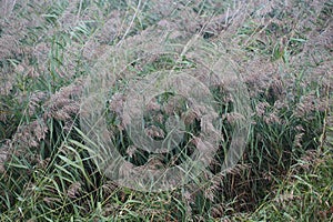 Common reed (Phragmites australis)