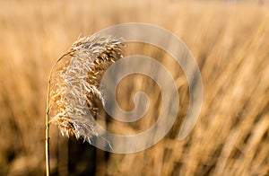 Common reed Phragmites australis as background or texture photo